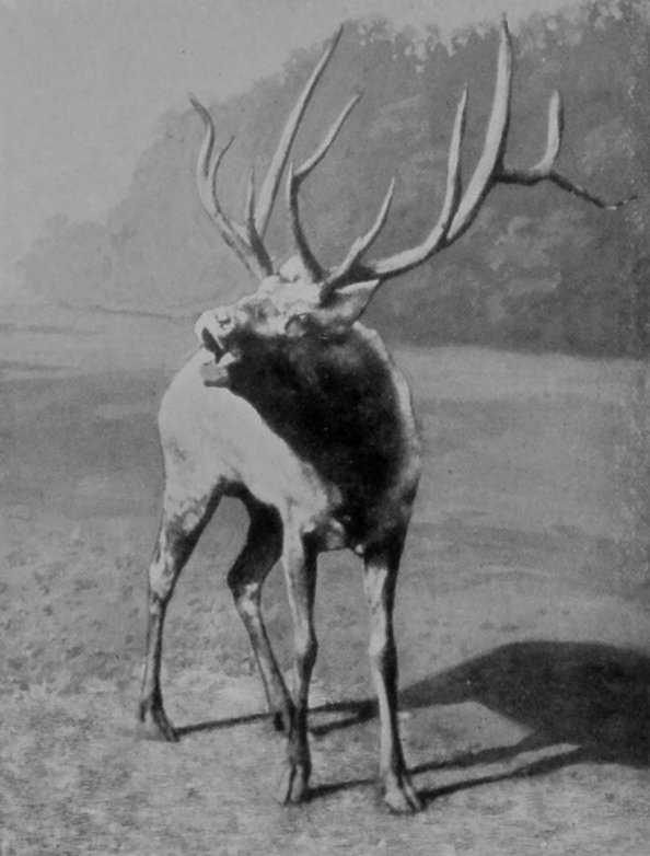 MANCHURIAN WAPITI CALLING. MANCHURIAN WAPITI CALLING.