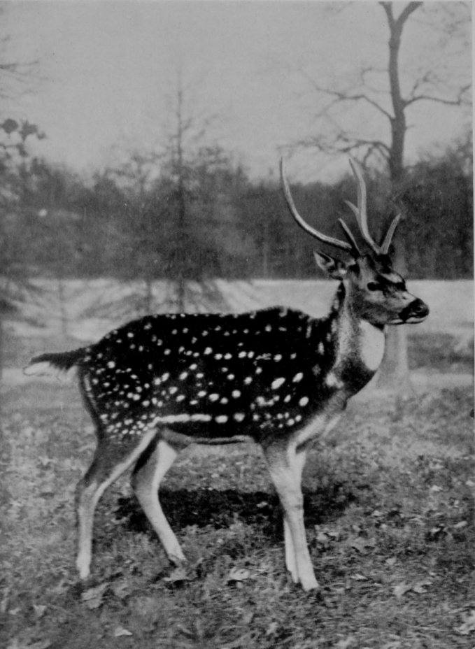 A STAG AXIS, OR INDIAN SPOTTED DEER. A STAG AXIS, OR INDIAN SPOTTED DEER.