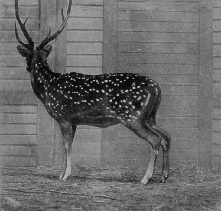 A SPOTTED ORIENTAL DEER. A SPOTTED ORIENTAL DEER.