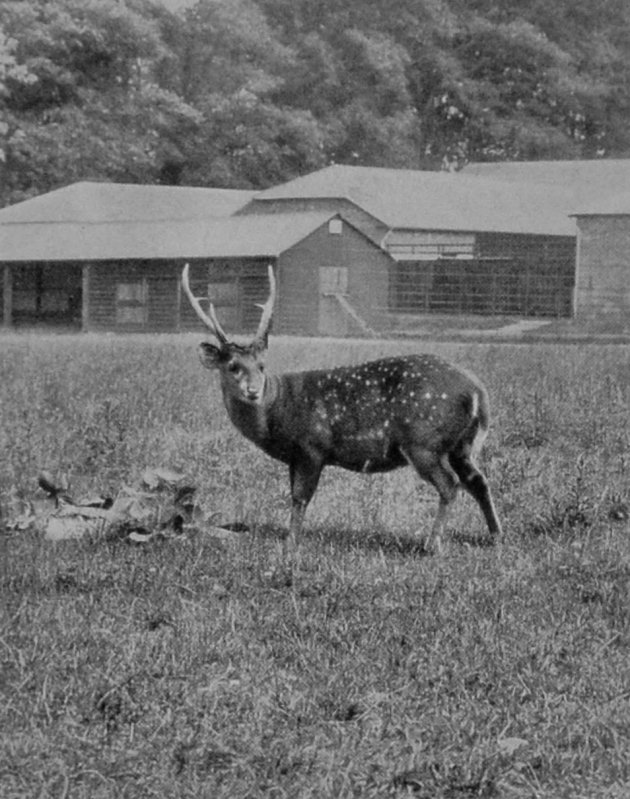 HOG-DEER. HOG-DEER.