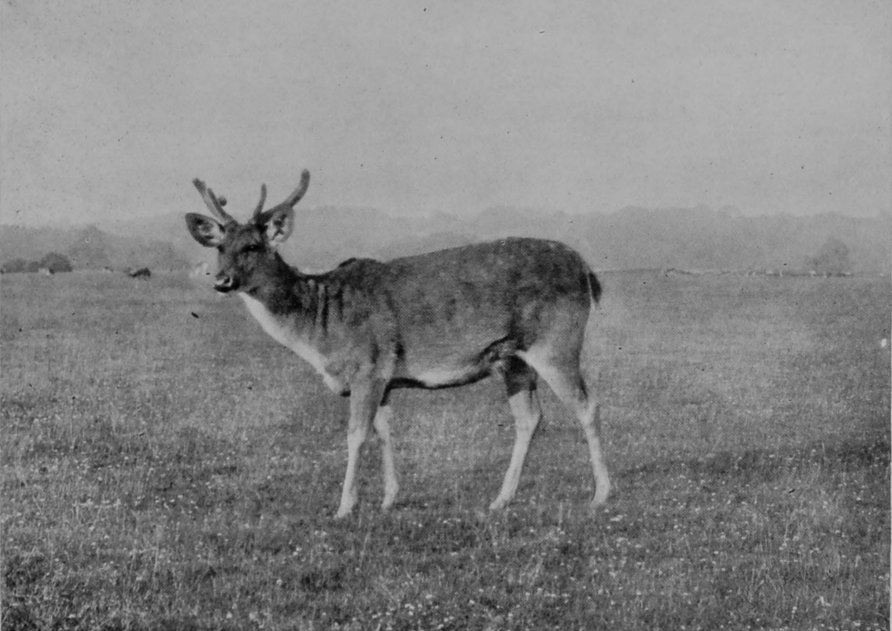 YOUNG MALE SWAMP-DEER. YOUNG MALE SWAMP-DEER.