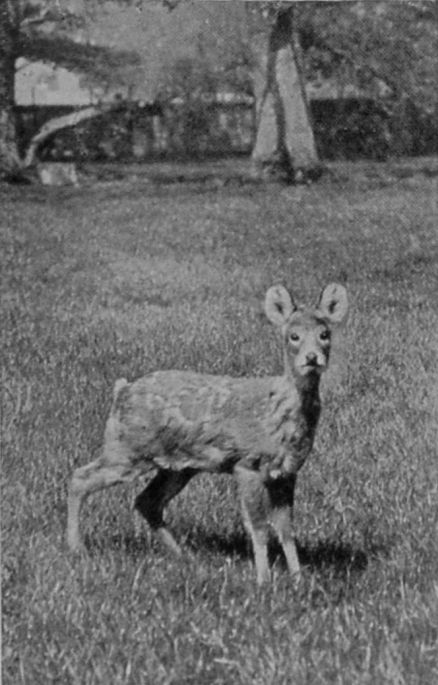 YOUNG MALE CHINESE WATER-DEER. YOUNG MALE CHINESE WATER-DEER.