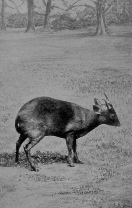 INDIAN MUNTJAC. INDIAN MUNTJAC.