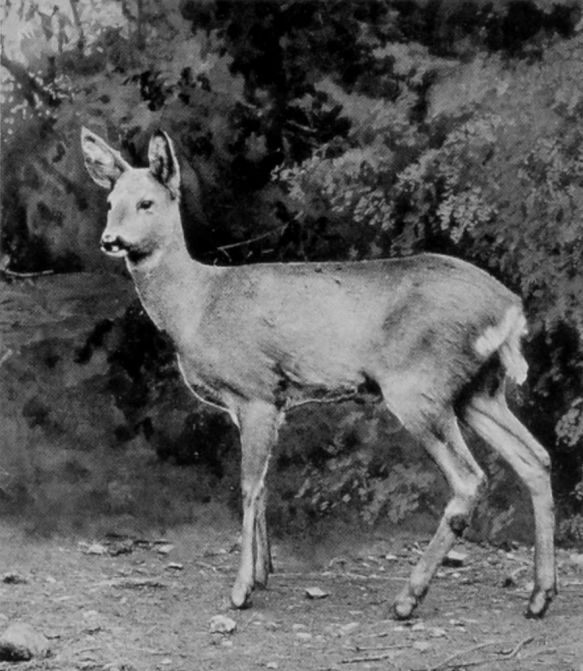 FEMALE SIBERIAN ROE. FEMALE SIBERIAN ROE.