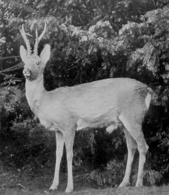 MALE SIBERIAN ROE. MALE SIBERIAN ROE.