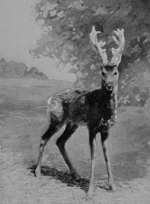 SIBERIAN ROEBUCK. SIBERIAN ROEBUCK.