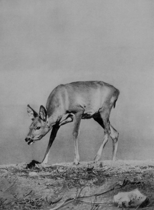 FEMALE EUROPEAN ROE DEER. FEMALE EUROPEAN ROE DEER.