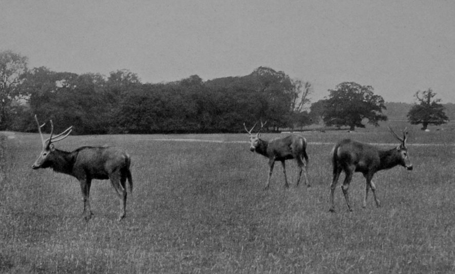 PÈRE DAVID'S DEER. PÈRE DAVID'S DEER.