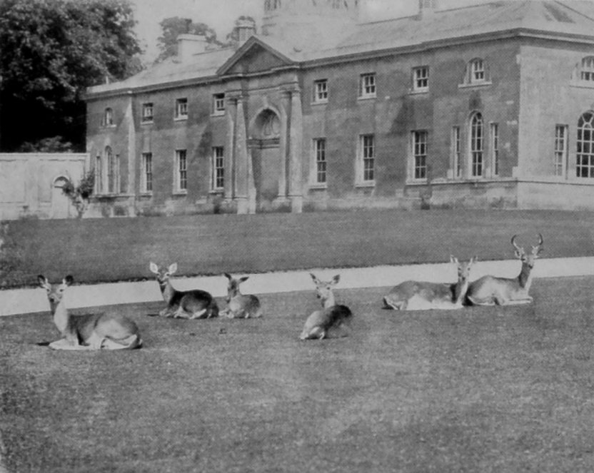 GROUP OF VIRGINIAN DEER (TWO BUCKS, FOUR     DOES). GROUP OF VIRGINIAN DEER (TWO BUCKS, FOUR     DOES).