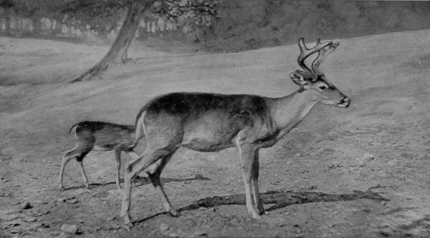 VIRGINIAN DEER. VIRGINIAN DEER.