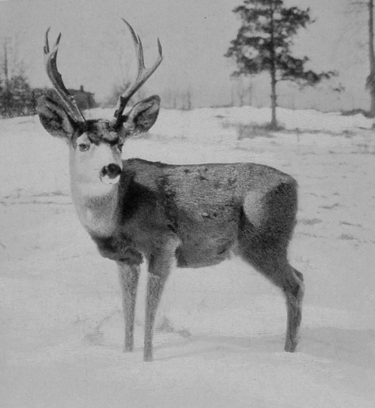 MULE-DEER STAG. MULE-DEER STAG.