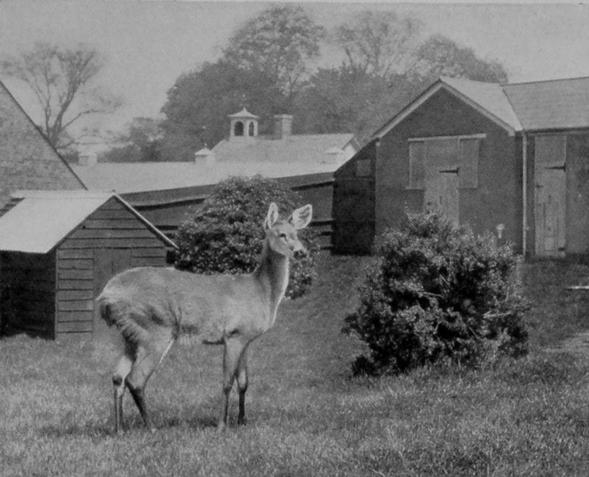 YOUNG MARSH-DEER. YOUNG MARSH-DEER.