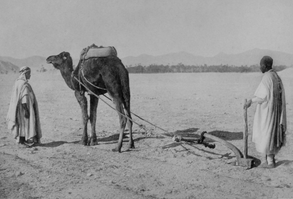 THE CAMEL-PLOUGH, USED IN ALGIERS. THE CAMEL-PLOUGH, USED IN ALGIERS.