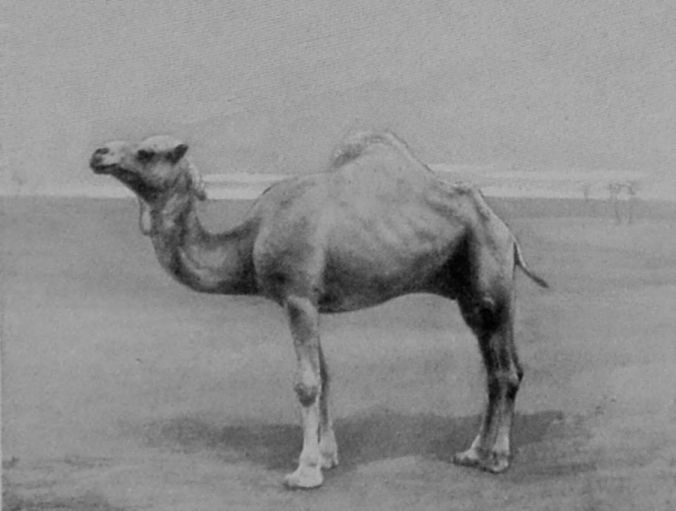 ARABIAN CAMEL. ARABIAN CAMEL.