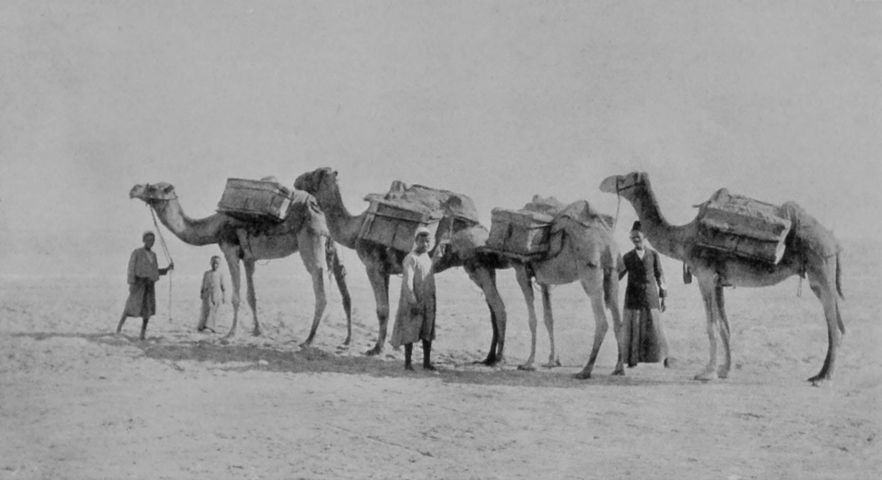 A STRING OF CAMELS NEAR PORT SAID. A STRING OF CAMELS NEAR PORT SAID.