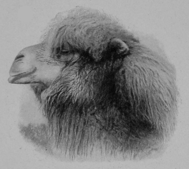 HEAD OF BACTRIAN CAMEL. HEAD OF BACTRIAN CAMEL.