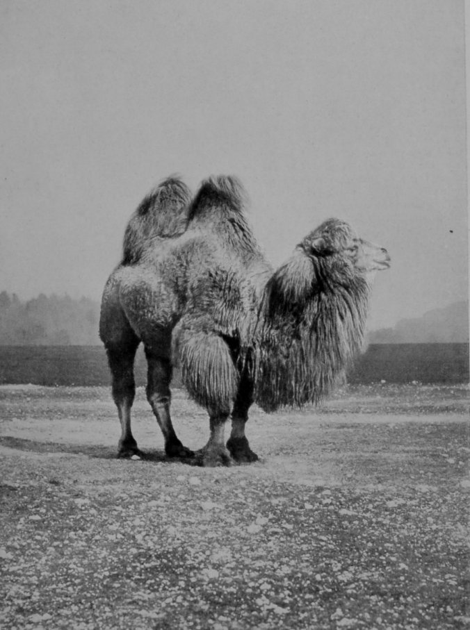 AN OLD MALE BACTRIAN CAMEL. AN OLD MALE BACTRIAN CAMEL.