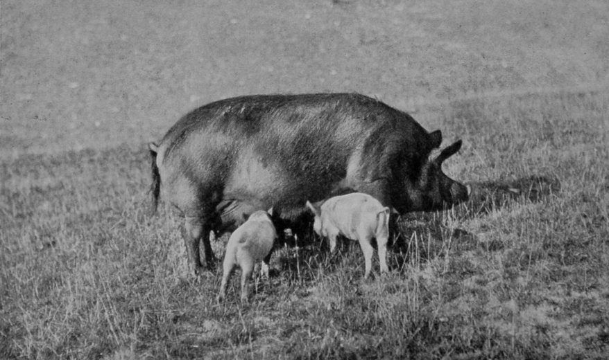 A DOMESTICATED SOW AND HER PROGENY. A DOMESTICATED SOW AND HER PROGENY.