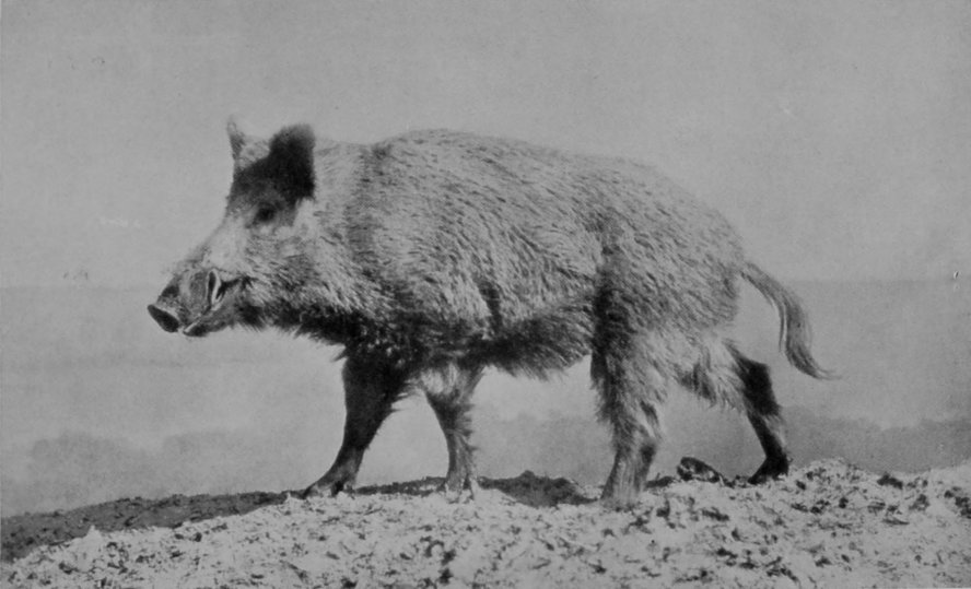 WILD BOAR. WILD BOAR.