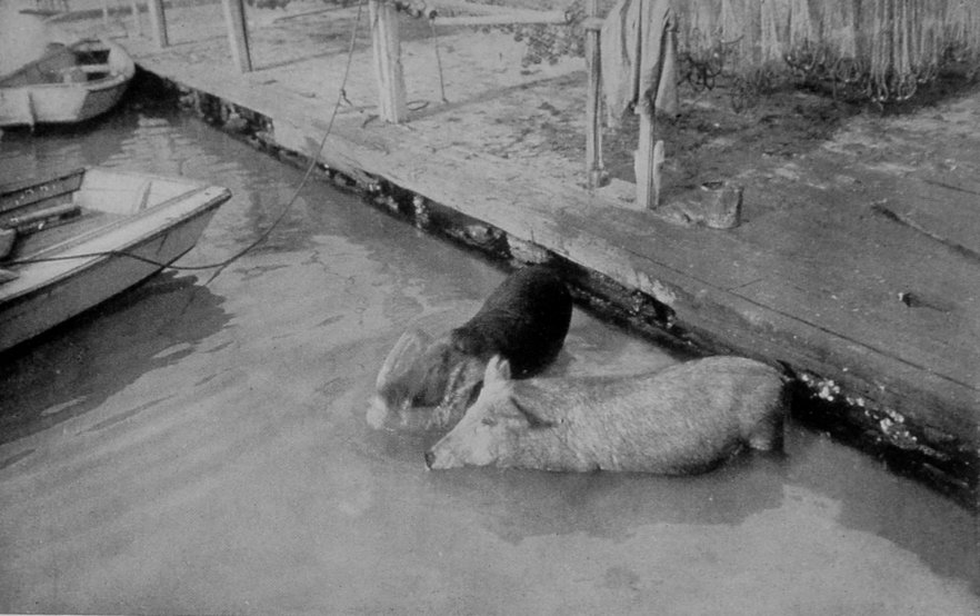 DIVING-PIGS. DIVING-PIGS.