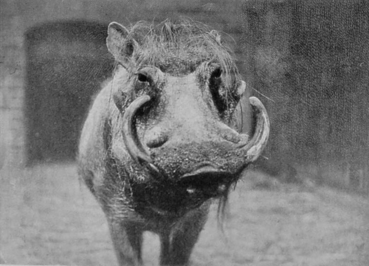 ÆLIAN'S WART-HOG. ÆLIAN'S WART-HOG.