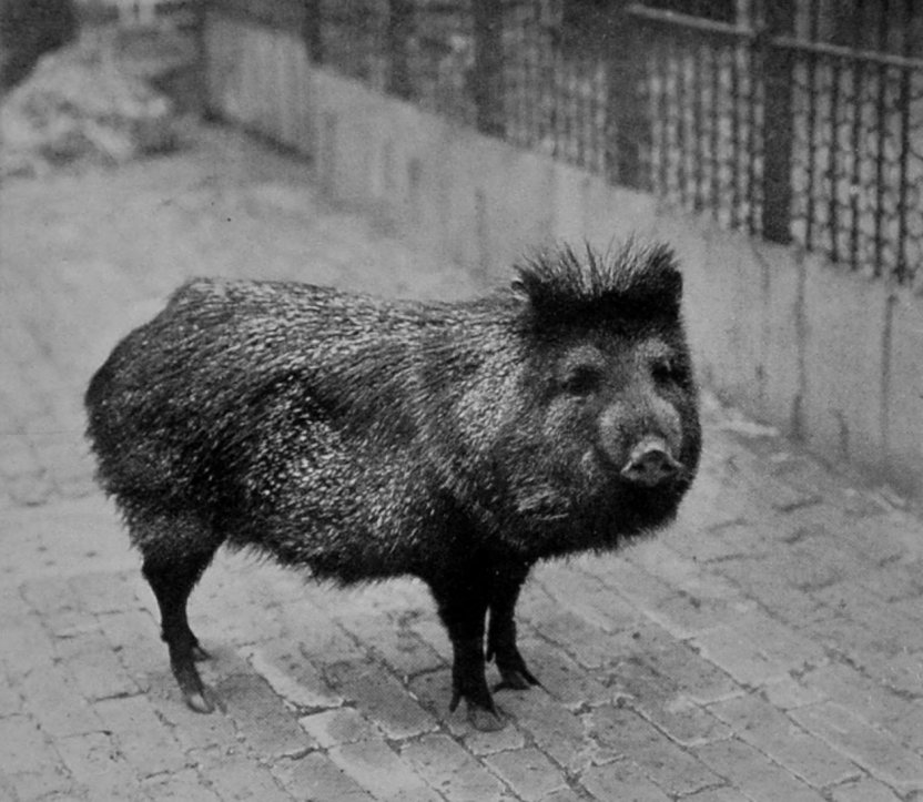 COLLARED PECCARY. COLLARED PECCARY.