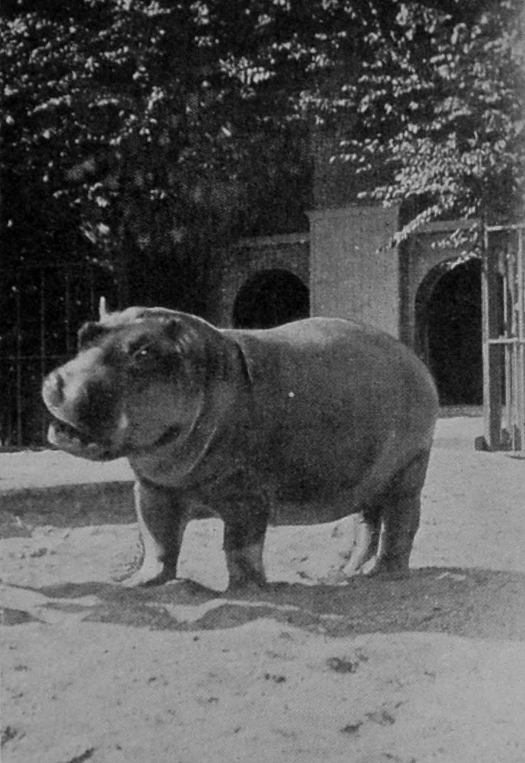 A THREE-YEAR-OLD HIPPOPOTAMUS. A THREE-YEAR-OLD HIPPOPOTAMUS.