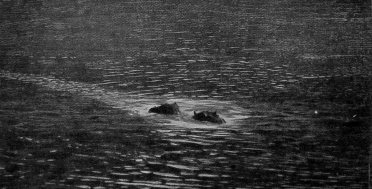 HIPPOPOTAMUSES BATHING. HIPPOPOTAMUSES BATHING.