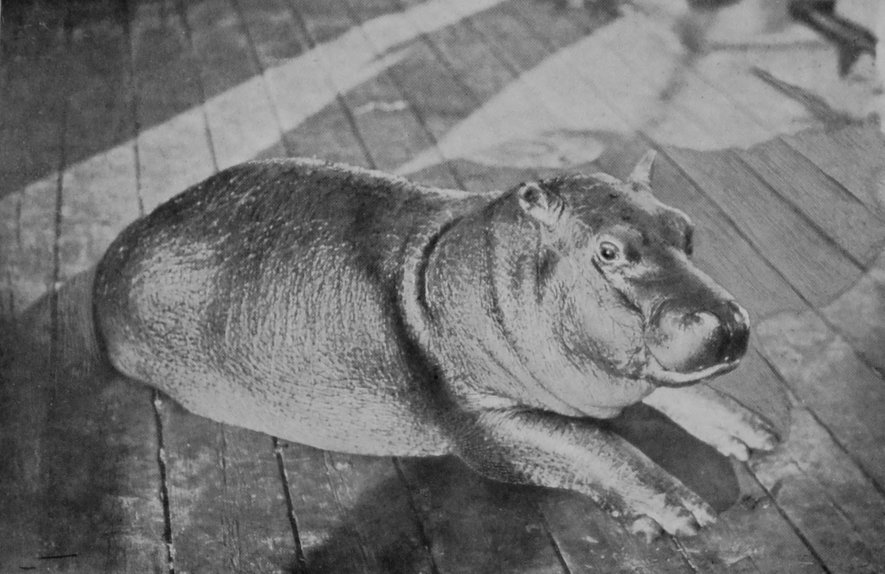 BABY HIPPOPOTAMUS, AGED SIX MONTHS. BABY HIPPOPOTAMUS, AGED SIX MONTHS.