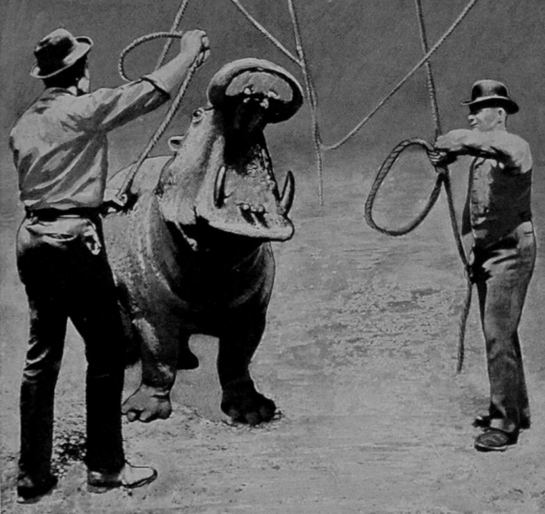 DENTAL OPERATIONS ON A     HIPPOPOTAMUS—NO. I. DENTAL OPERATIONS ON A     HIPPOPOTAMUS—NO. I.