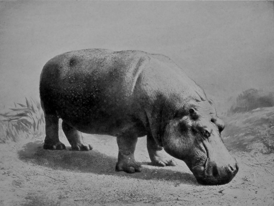 HIPPOPOTAMUS. HIPPOPOTAMUS.
