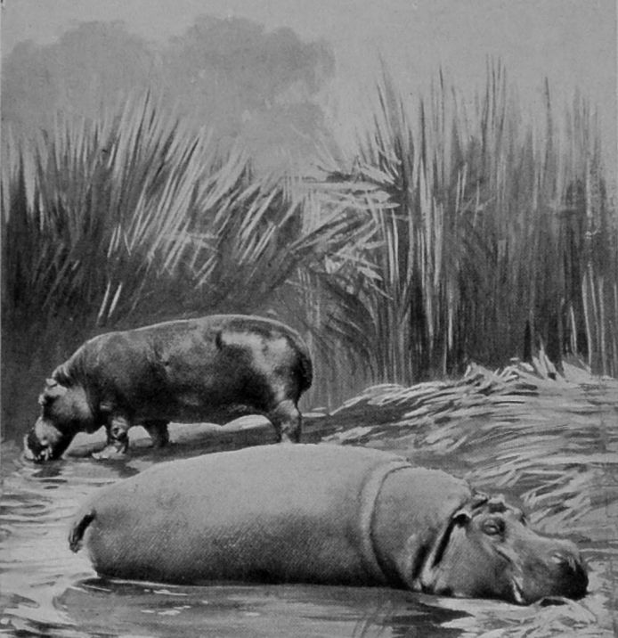 MALE AND FEMALE HIPPOPOTAMUSES. MALE AND FEMALE HIPPOPOTAMUSES.