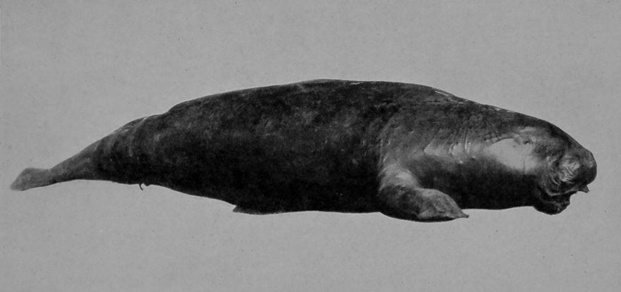 DUGONG. DUGONG.