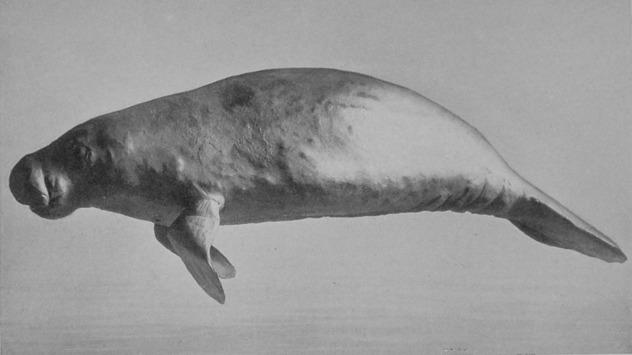 AMERICAN MANATEE. AMERICAN MANATEE.