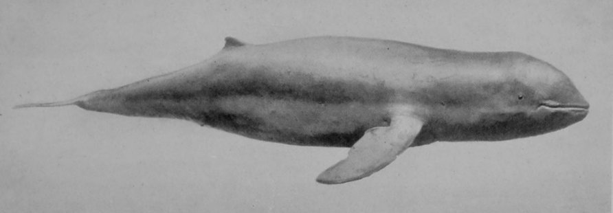 SHORT-BEAKED RIVER-DOLPHIN. SHORT-BEAKED RIVER-DOLPHIN.