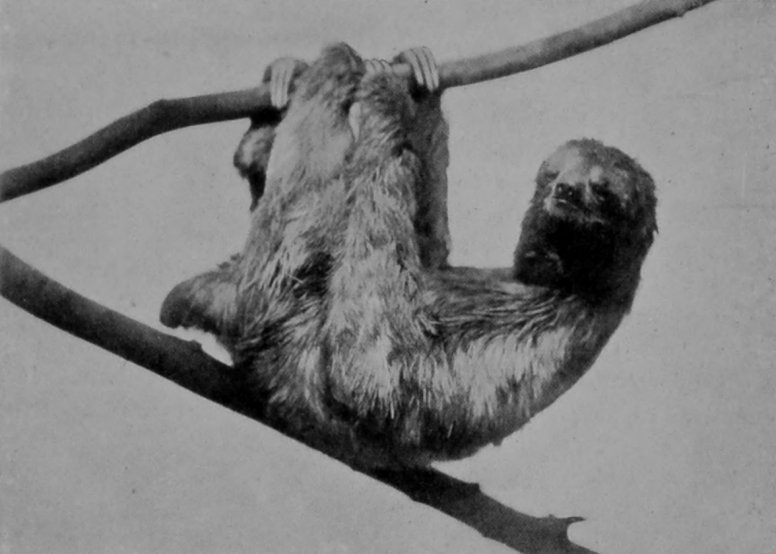 THREE-TOED SLOTH. THREE-TOED SLOTH.