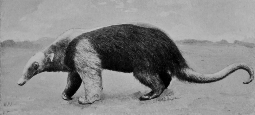 TAMANDUA ANT-EATER. TAMANDUA ANT-EATER.