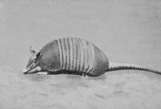 KAPPLERS' ARMADILLO. KAPPLERS' ARMADILLO.
