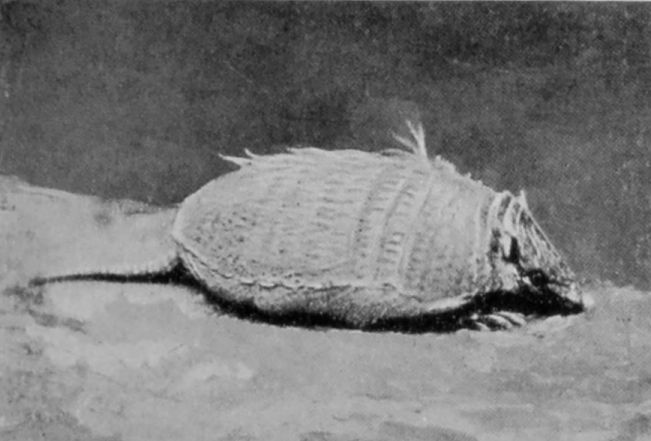 WEASEL-HEADED ARMADILLO. WEASEL-HEADED ARMADILLO.