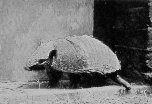 HAIRY-RUMPED ARMADILLO. HAIRY-RUMPED ARMADILLO.