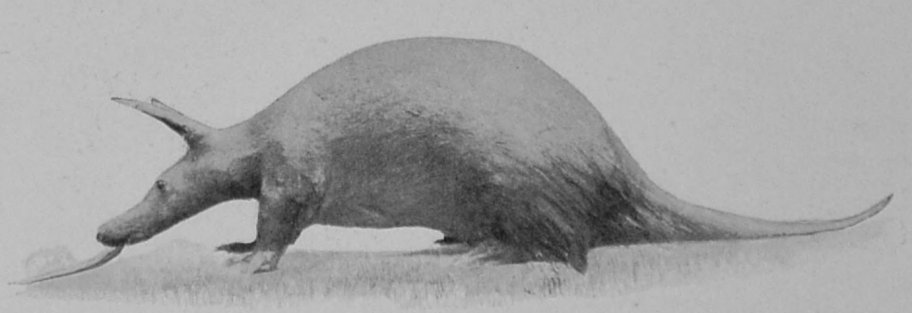 CAPE AARD-VARK. CAPE AARD-VARK.