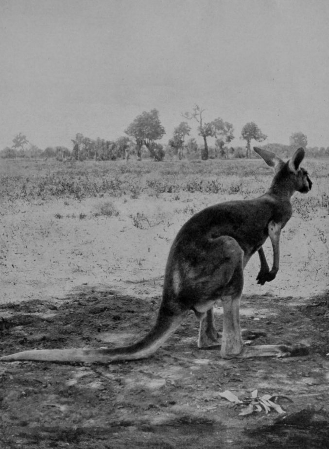 THE GREAT GREY KANGAROO. THE GREAT GREY KANGAROO.
