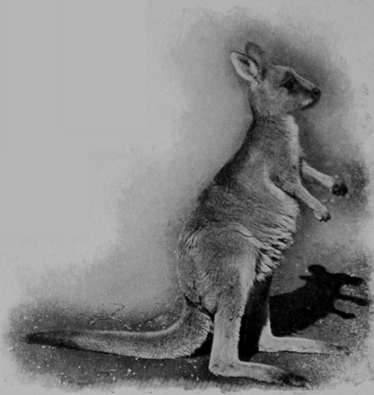 SILVER-GREY KANGAROO. SILVER-GREY KANGAROO.
