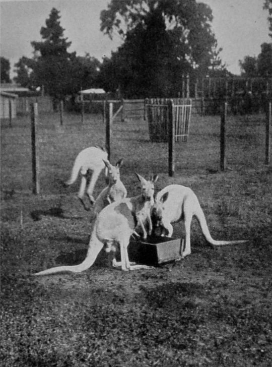 ALBINO RED KANGAROOS. ALBINO RED KANGAROOS.