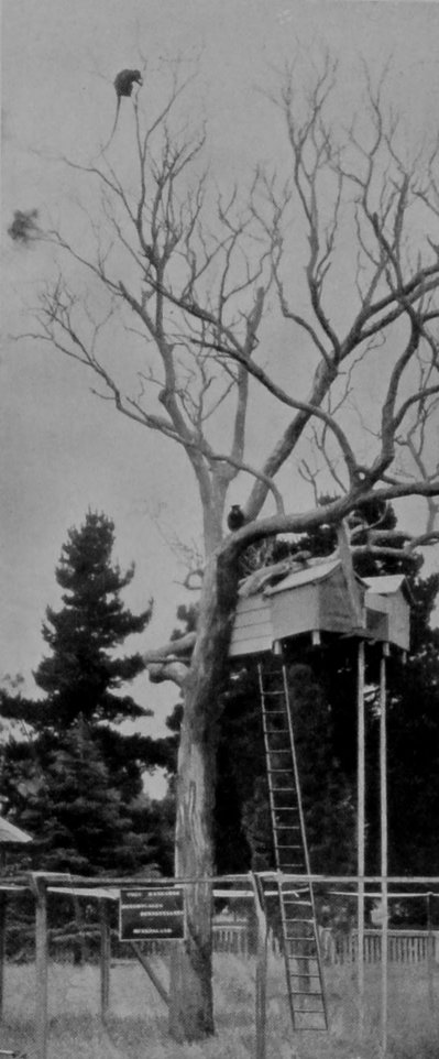 TREE-KANGAROOS. TREE-KANGAROOS.