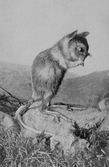 RAT-KANGAROO FROM NEW SOUTH WALES. RAT-KANGAROO FROM NEW SOUTH WALES.