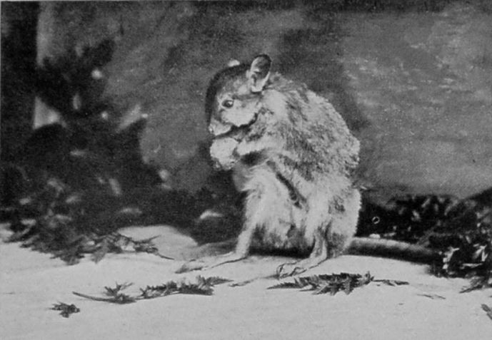 GAIMARD'S RAT-KANGAROO. GAIMARD'S RAT-KANGAROO.