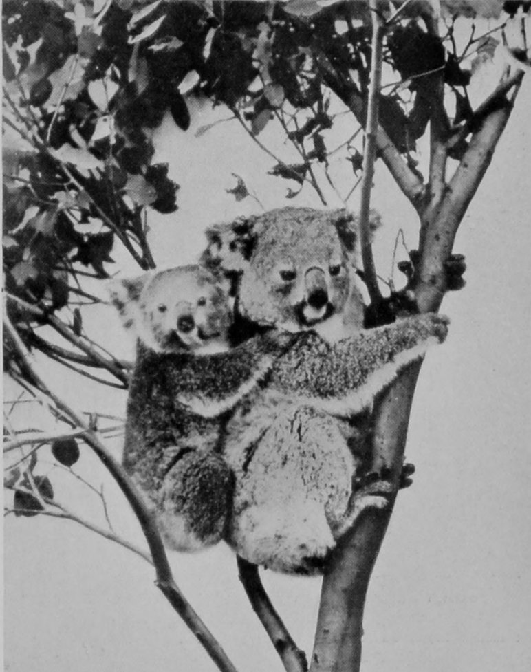 KOALA, OR AUSTRALIAN NATIVE BEAR AND     CUB. KOALA, OR AUSTRALIAN NATIVE BEAR AND     CUB.