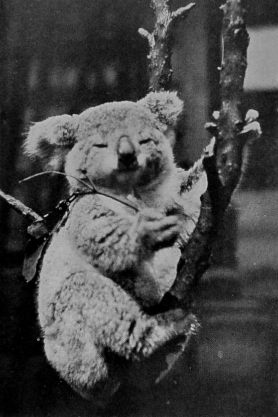 KOALA, OR AUSTRALIAN NATIVE BEAR. KOALA, OR AUSTRALIAN NATIVE BEAR.