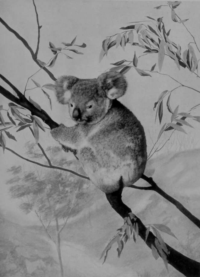KOALA, OR AUSTRALIAN NATIVE BEAR. KOALA, OR AUSTRALIAN NATIVE BEAR.